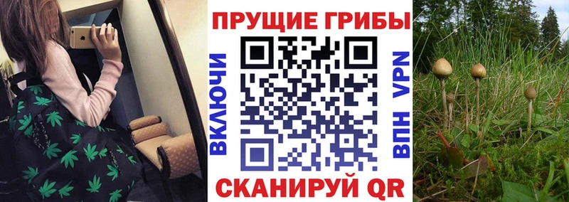 дарнет шоп  Амурск  Галлюциногенные грибы Magic Shrooms 